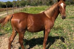 I nostri Animali
